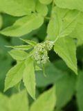 Aegopodium podagraria