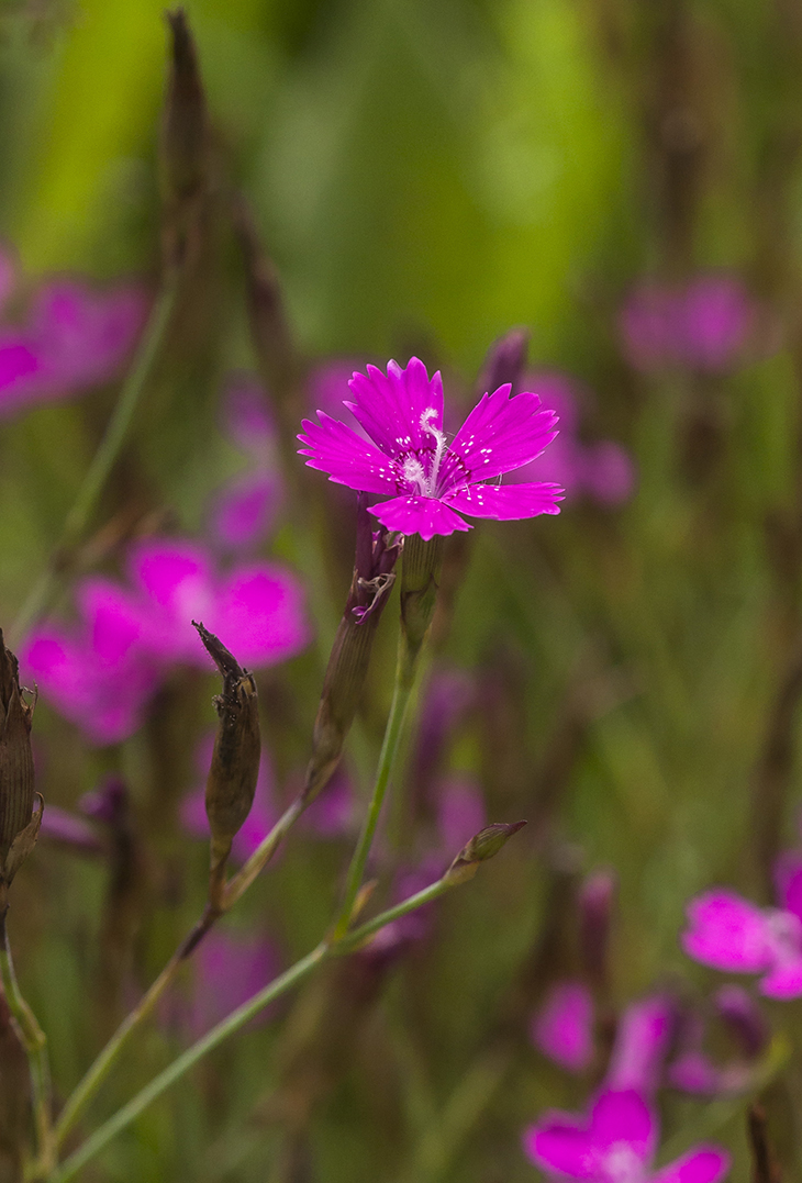 Image of Dianthus deltoides specimen.