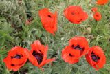 Papaver orientale