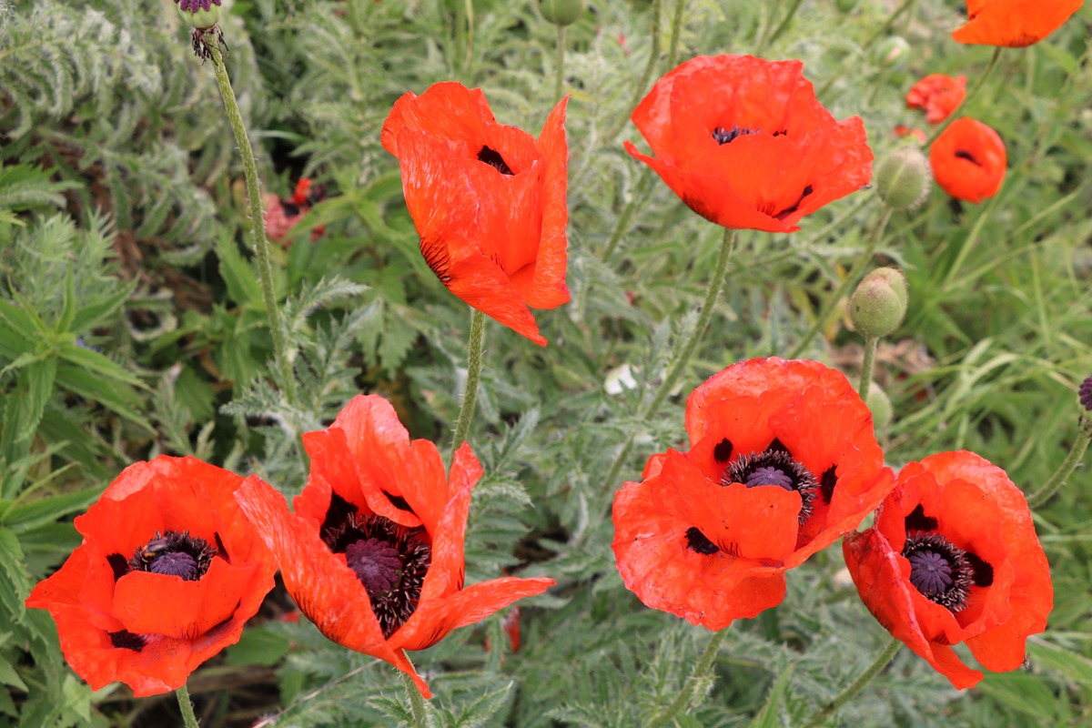 Image of Papaver orientale specimen.