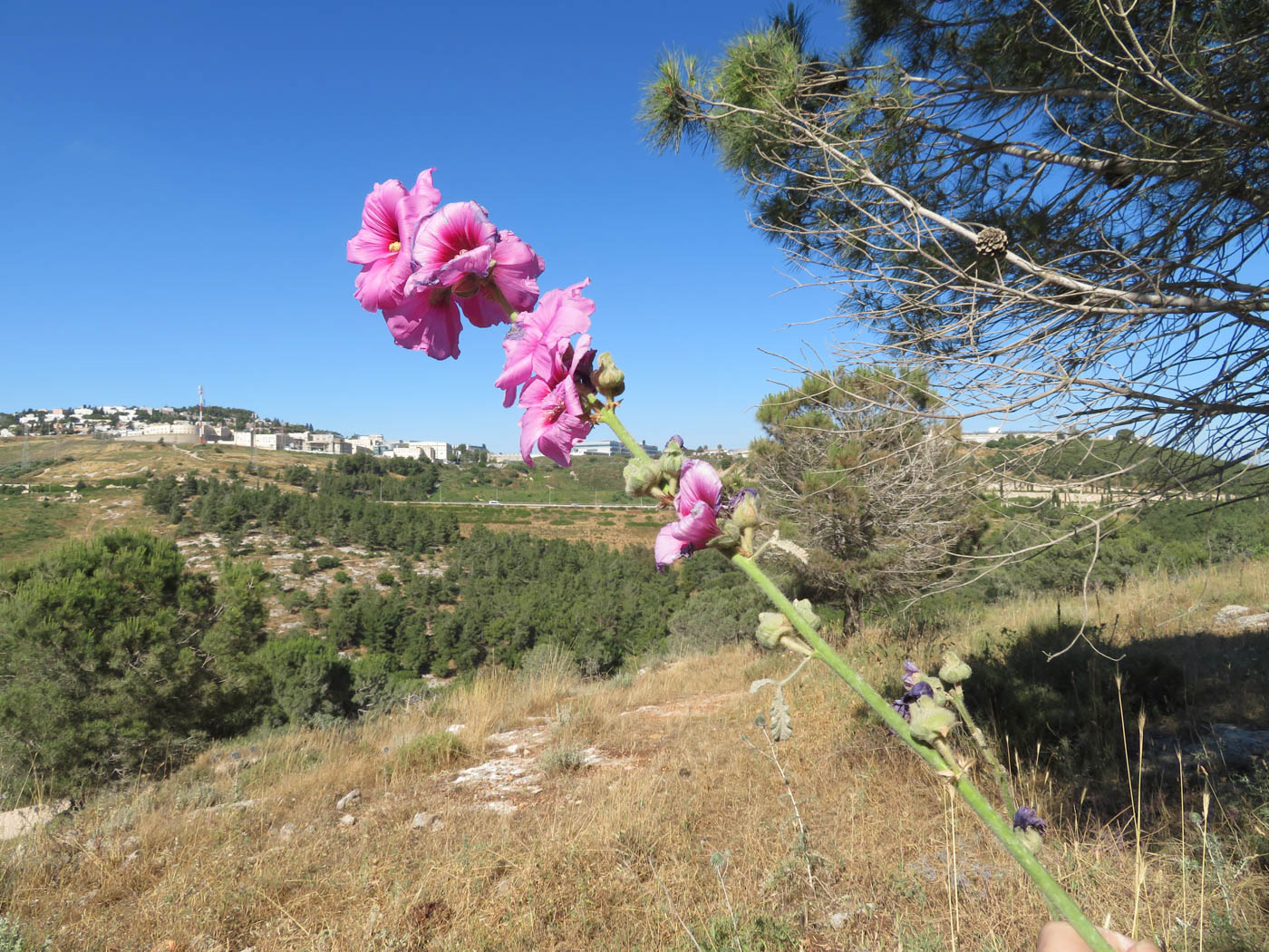 Изображение особи Alcea setosa.