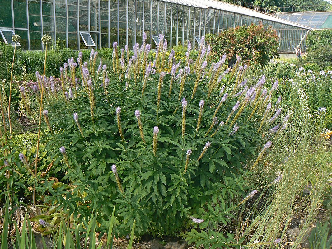 Изображение особи Veronicastrum sibiricum.