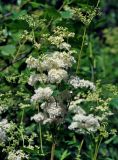 Filipendula ulmaria