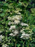 Filipendula ulmaria. Соцветие. Московская обл., Раменский гор. округ, окр. пос. Гжель, берег карьера. 01.07.2020.