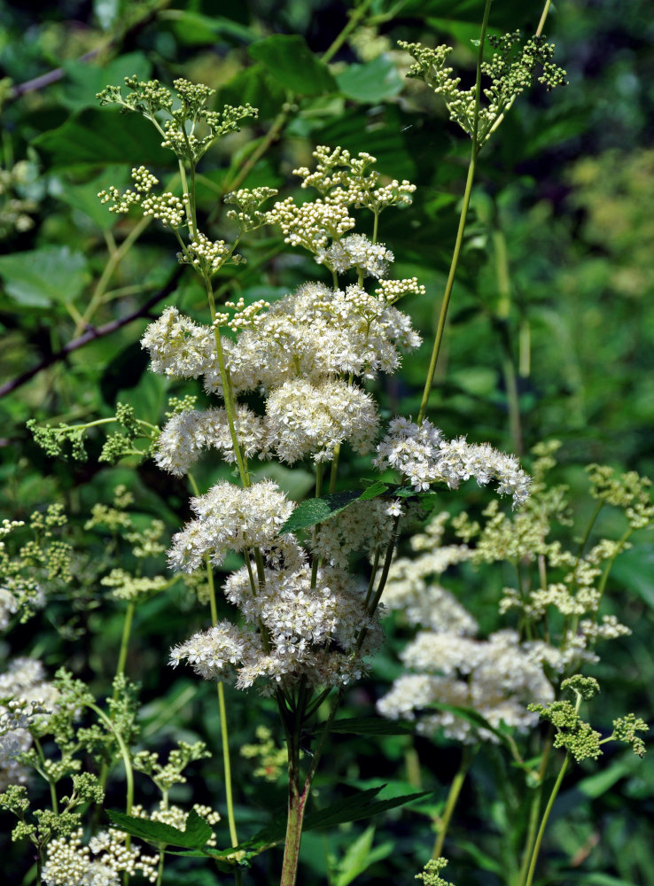 Изображение особи Filipendula ulmaria.