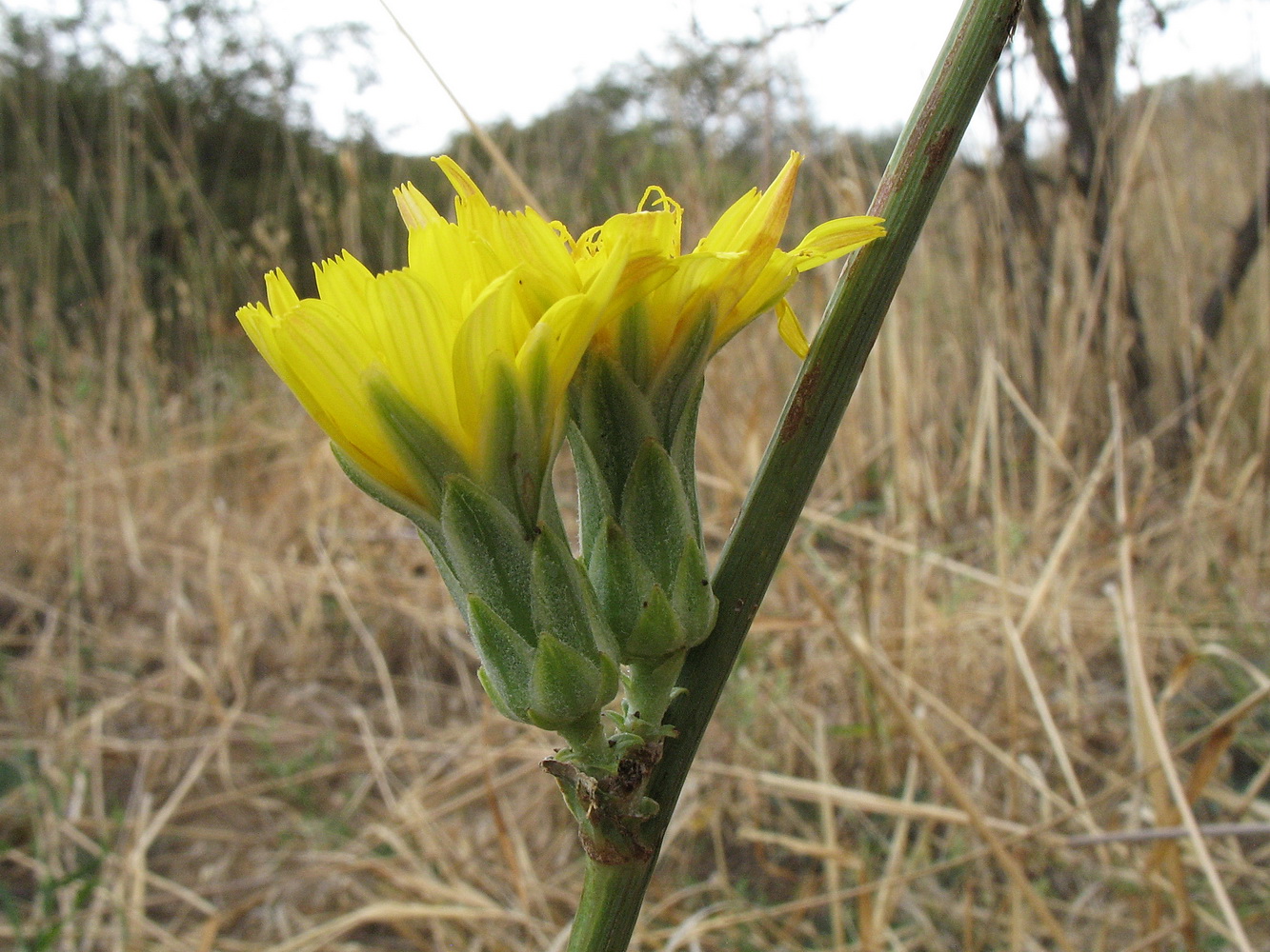 Image of Scorzonera franchetii specimen.