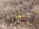 Taraxacum serotinum. Цветущее и плодоносящее растение. Украина, г. Запорожье, восточная окраина, долина р. Мокрая Московка, левый берег, разнотравная степь недалеко от железнодорожного моста. 10.10.2020.