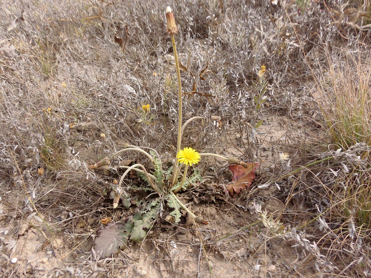 Изображение особи Taraxacum serotinum.