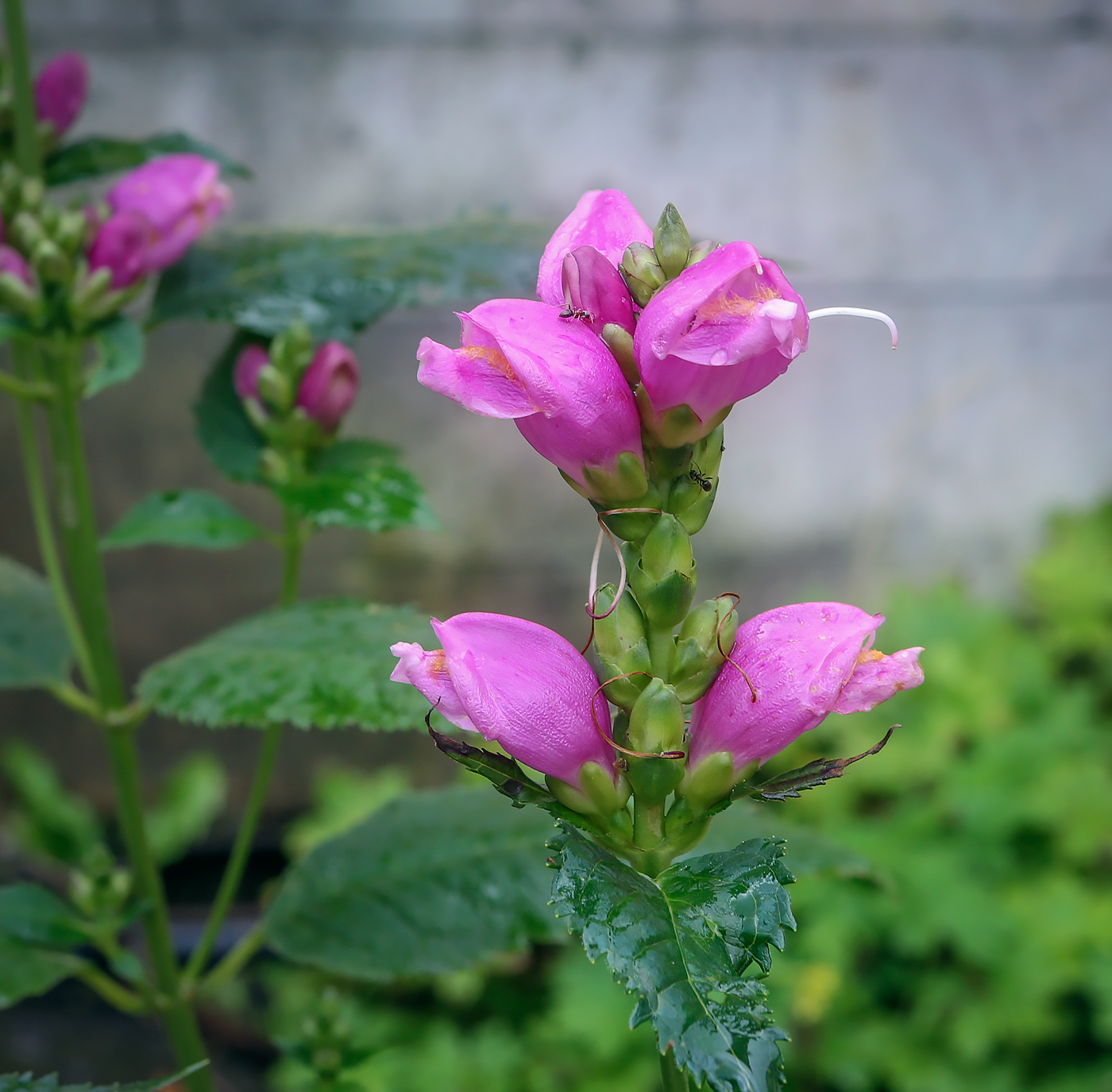 Изображение особи Chelone obliqua.