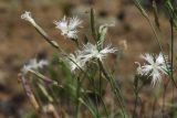 Dianthus borussicus. Верхушки побегов с цветками и завязывающимися плодами. Белоруссия, Витебская обл., окр. оз. Сурмино, сухой сосняк. 21.06.2010.