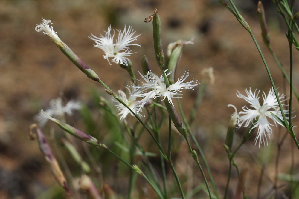 Изображение особи Dianthus borussicus.