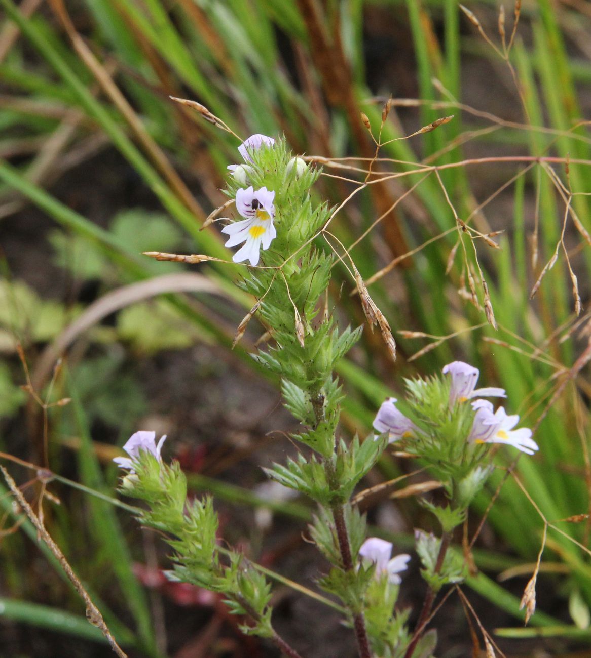 Изображение особи род Euphrasia.