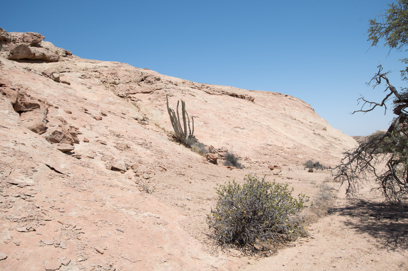 Image of Euphorbia virosa specimen.