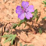 Geranium transversale. Цветущее растение с цветком и бутонами. Узбекистан, Ташкентская обл., Кибрайский р-н, предгорья хр. Каржантау, окр. кишлака Майский, красная песчаниковая почва, предгорные холмы. 28.03.2015.