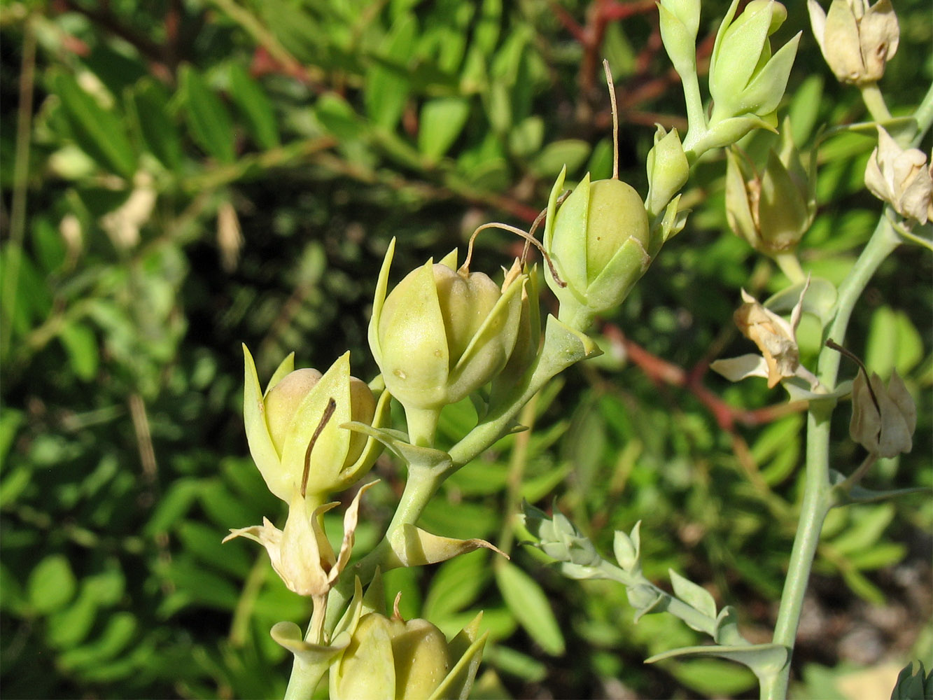 Image of Linaria genistifolia ssp. dalmatica specimen.