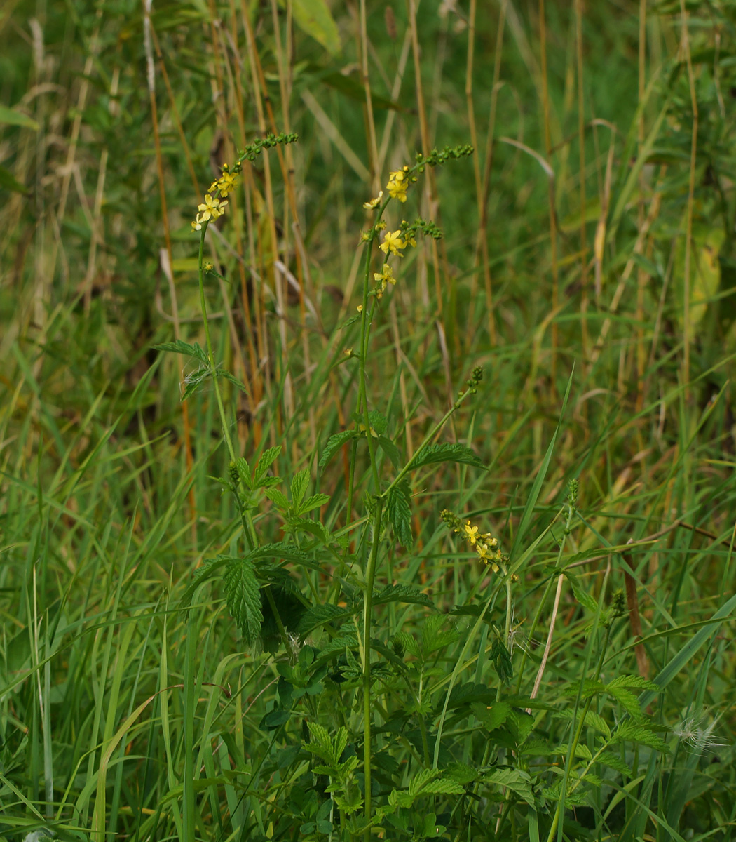 Image of Agrimonia eupatoria specimen.