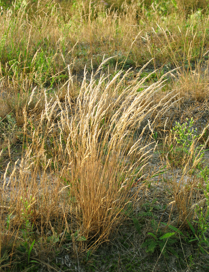 Изображение особи Corynephorus canescens.