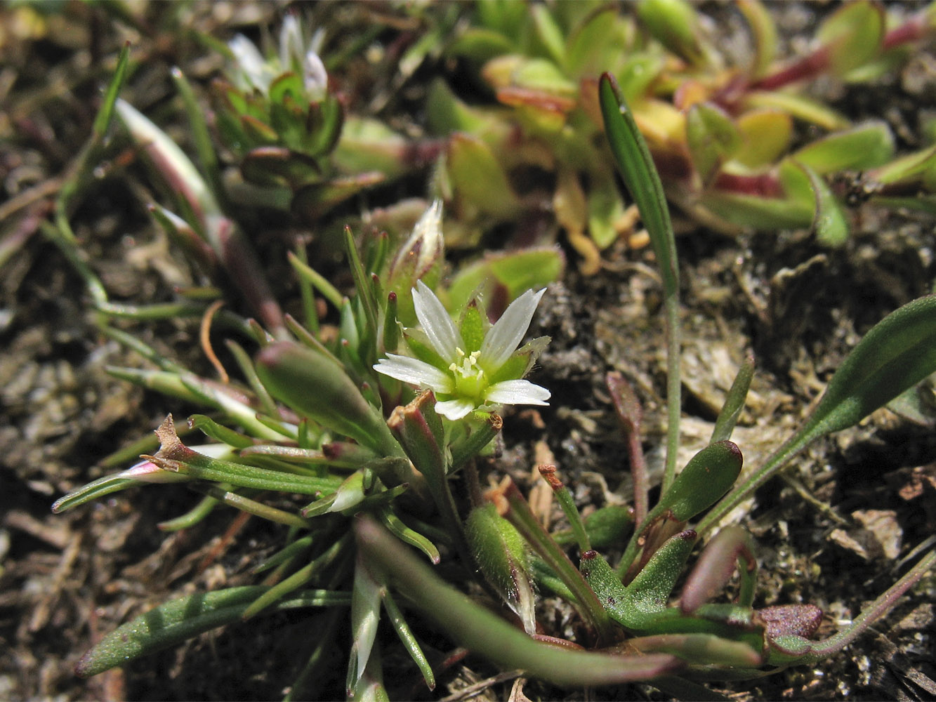 Изображение особи Cerastium semidecandrum.