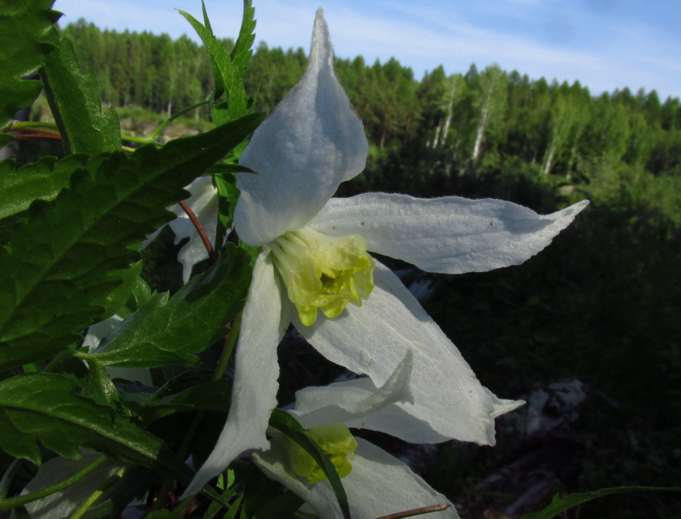 Изображение особи Atragene sibirica.