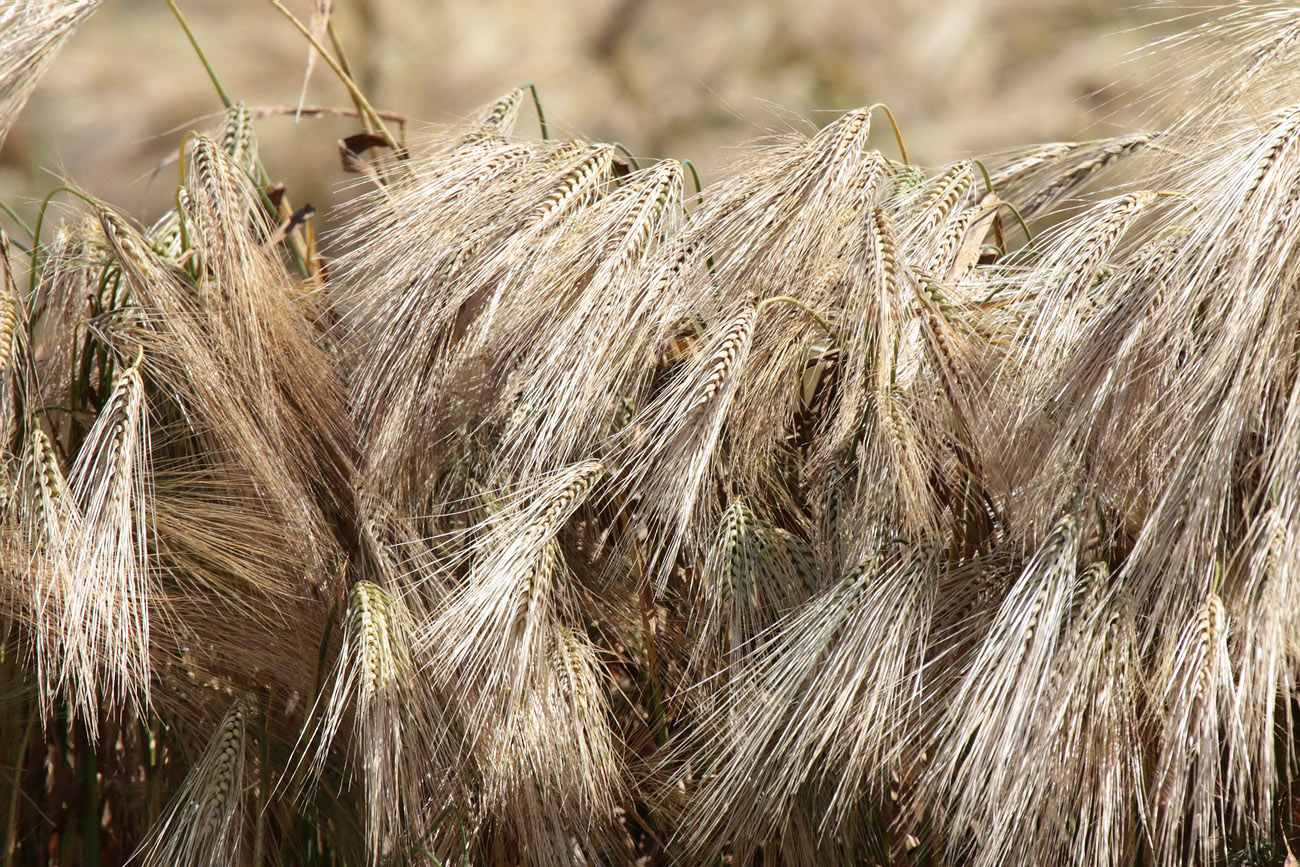 Изображение особи Hordeum vulgare.