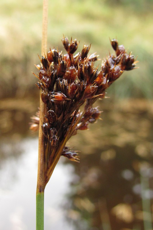 Изображение особи Juncus effusus.