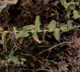 Klasea cerinthifolia