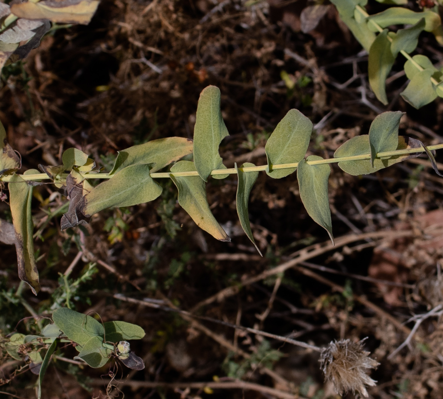 Image of Klasea cerinthifolia specimen.