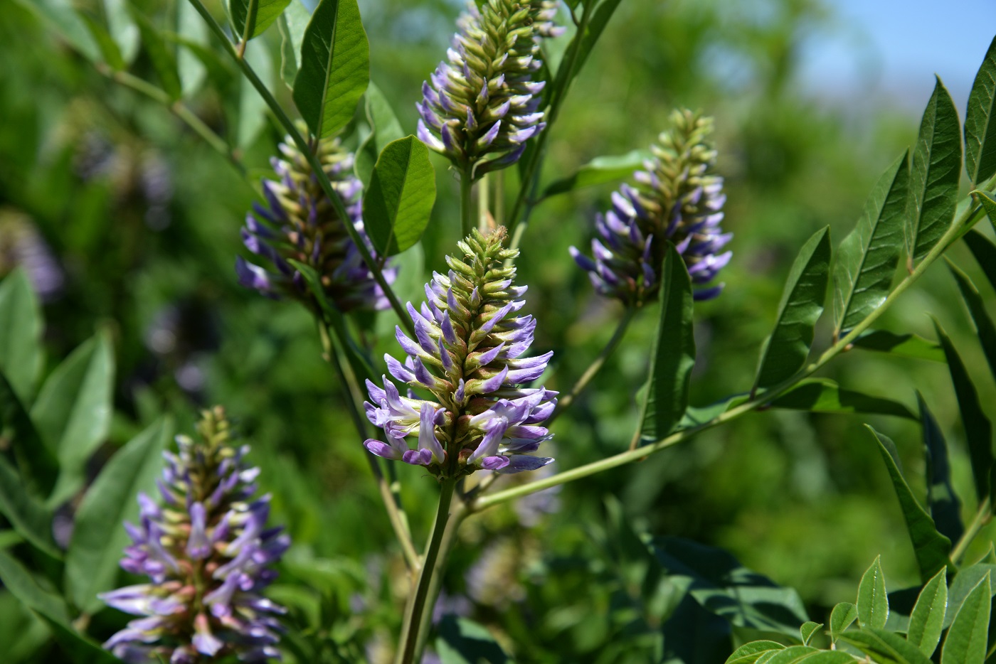 Image of Glycyrrhiza glabra specimen.