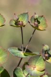 род Euphorbia