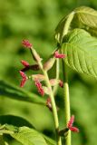 Juglans cinerea. Побег с женскими цветками. Санкт-Петербург, Петроградский р-н, Ботанический сад им. Петра Великого, в культуре. 29.05.2021.