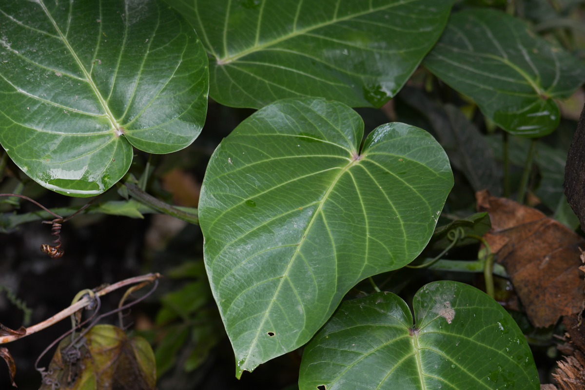 Image of Passiflora ligularis specimen.