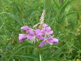 Chamaenerion angustifolium. Соцветие. Хабаровский край, р-н им. Лазо, 3 км Оборской ветки. 30.06.2017.