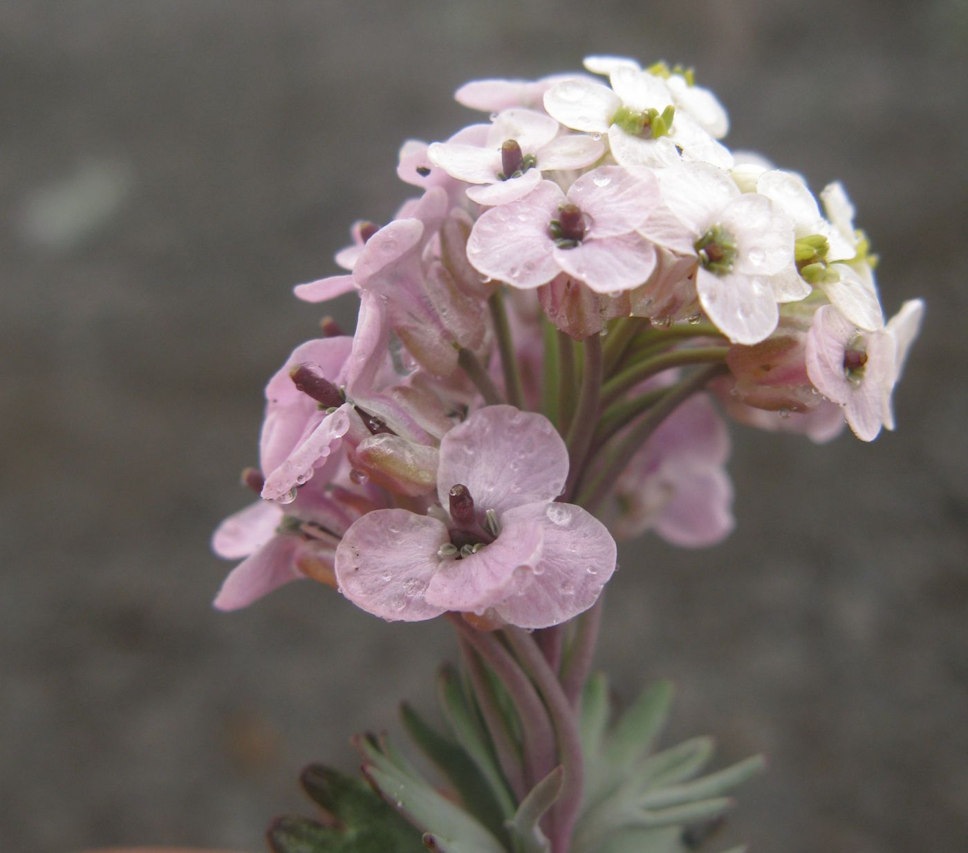 Изображение особи Pseudovesicaria digitata.