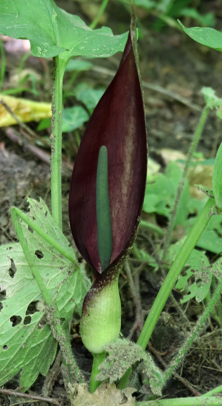 Изображение особи Arum elongatum.