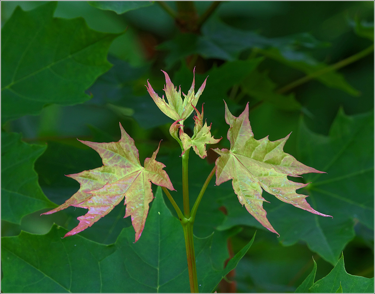 Image of Acer platanoides specimen.