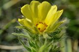 Potentilla callieri. Верхушка цветущего растения. Крым, г. Симферополь, окр. мкр-на Пневматика, кромка куэсты. 21.08.2021.