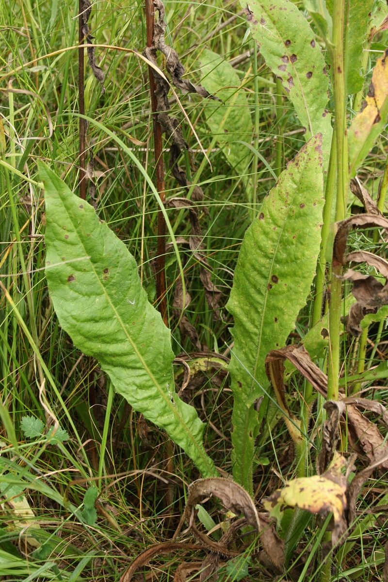 Image of Picris hieracioides specimen.