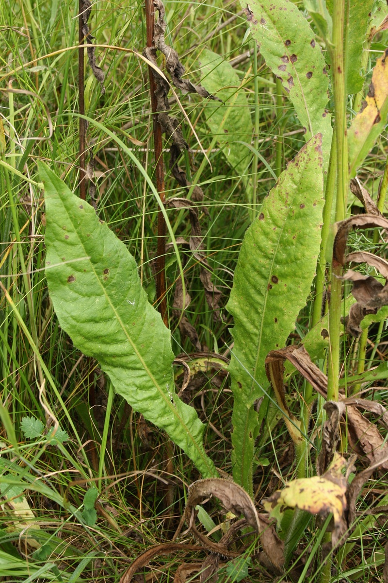 Изображение особи Picris hieracioides.