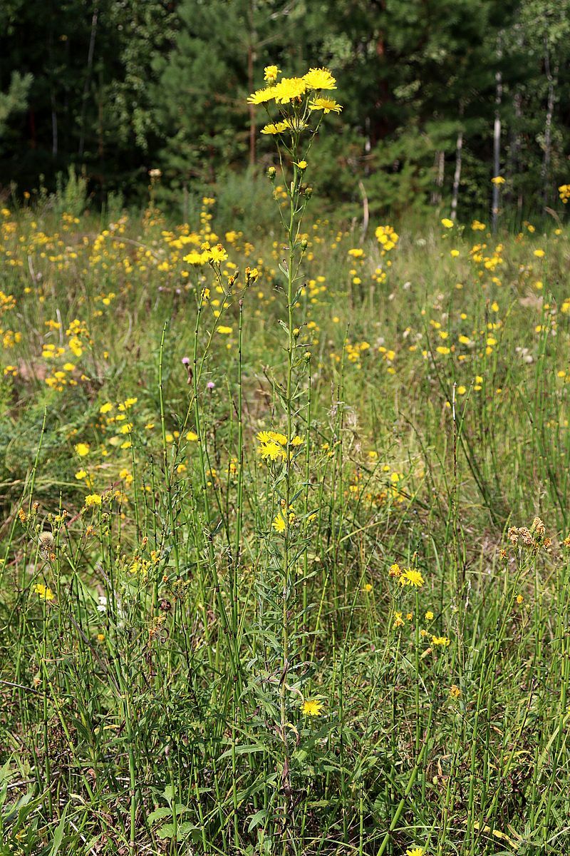 Изображение особи Hieracium umbellatum.