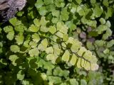 Adiantum capillus-veneris. Вайи. Греция, Эгейское море, о. Сирос, окр. пос. Галисас (Γαλησσάς), скала на дне ущелья над маленьким наполняемым водой из родника рукотворным водоёмом. 21.04.2021.