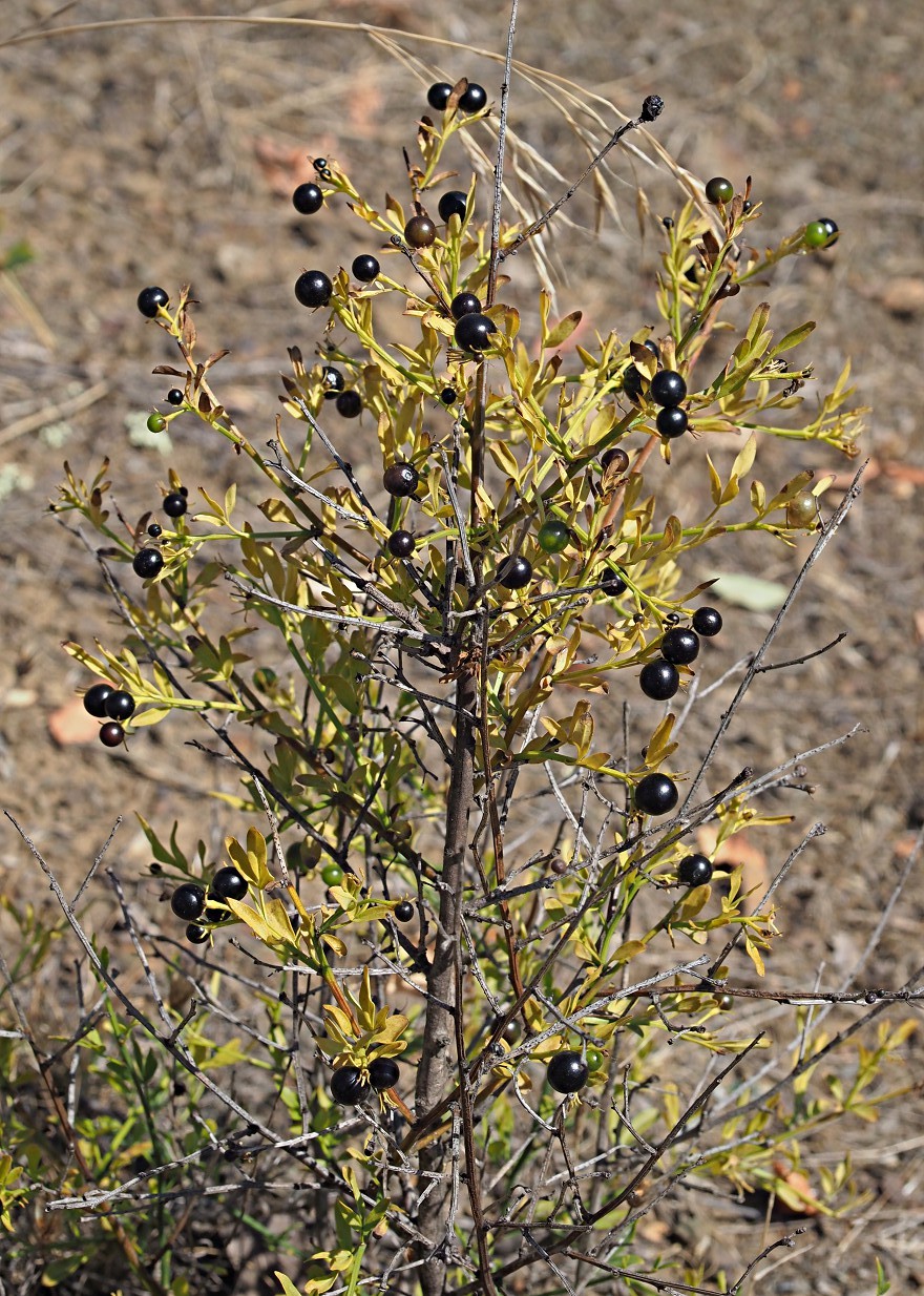 Image of Jasminum fruticans specimen.