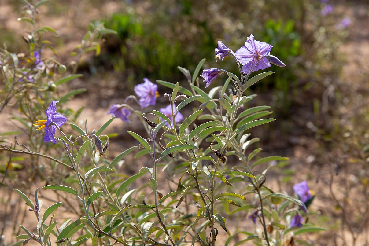 Изображение особи Solanum elaeagnifolium.