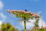 Daucus carota. Соцветие. Израиль, лес Бен-Шемен. 20.04.2019.