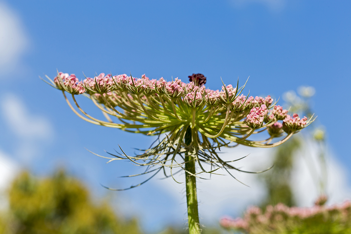 Изображение особи Daucus carota.