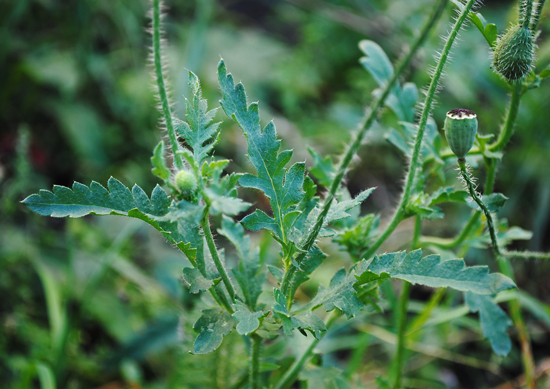 Image of Papaver rhoeas specimen.