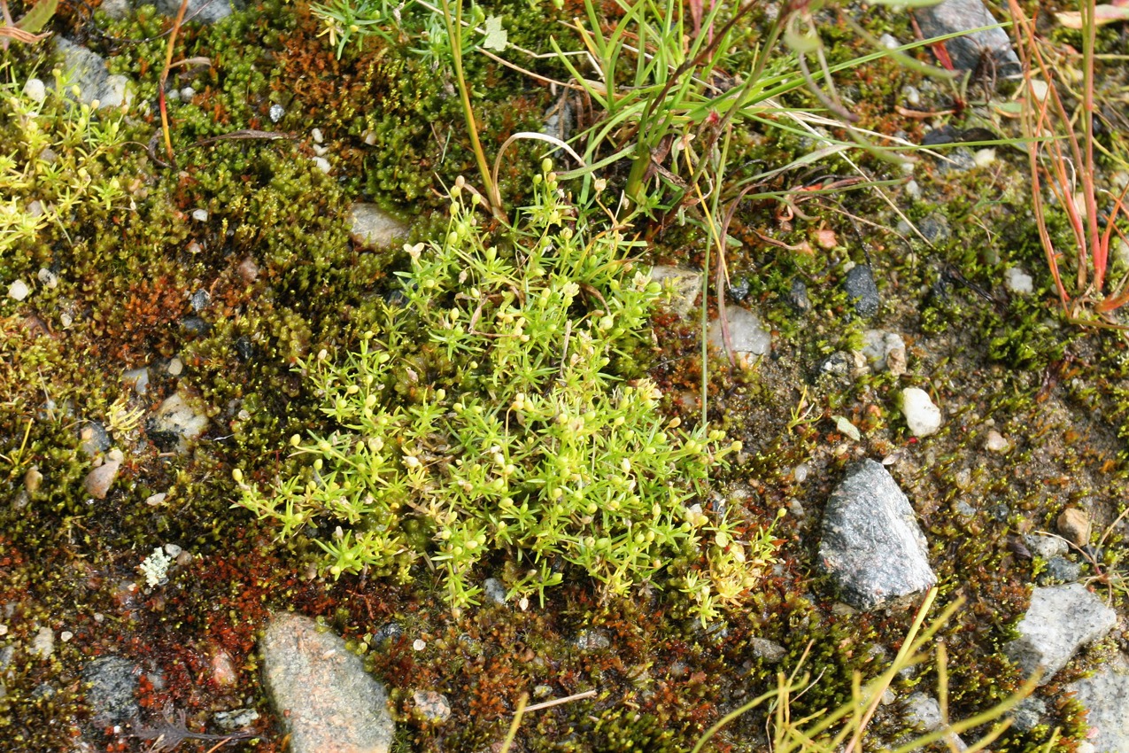 Image of Sagina procumbens specimen.