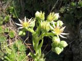 Sempervivum zeleborii