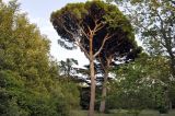 Pinus pinea