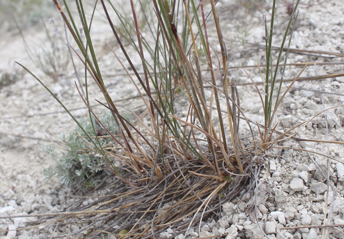 Изображение особи Festuca cretacea.