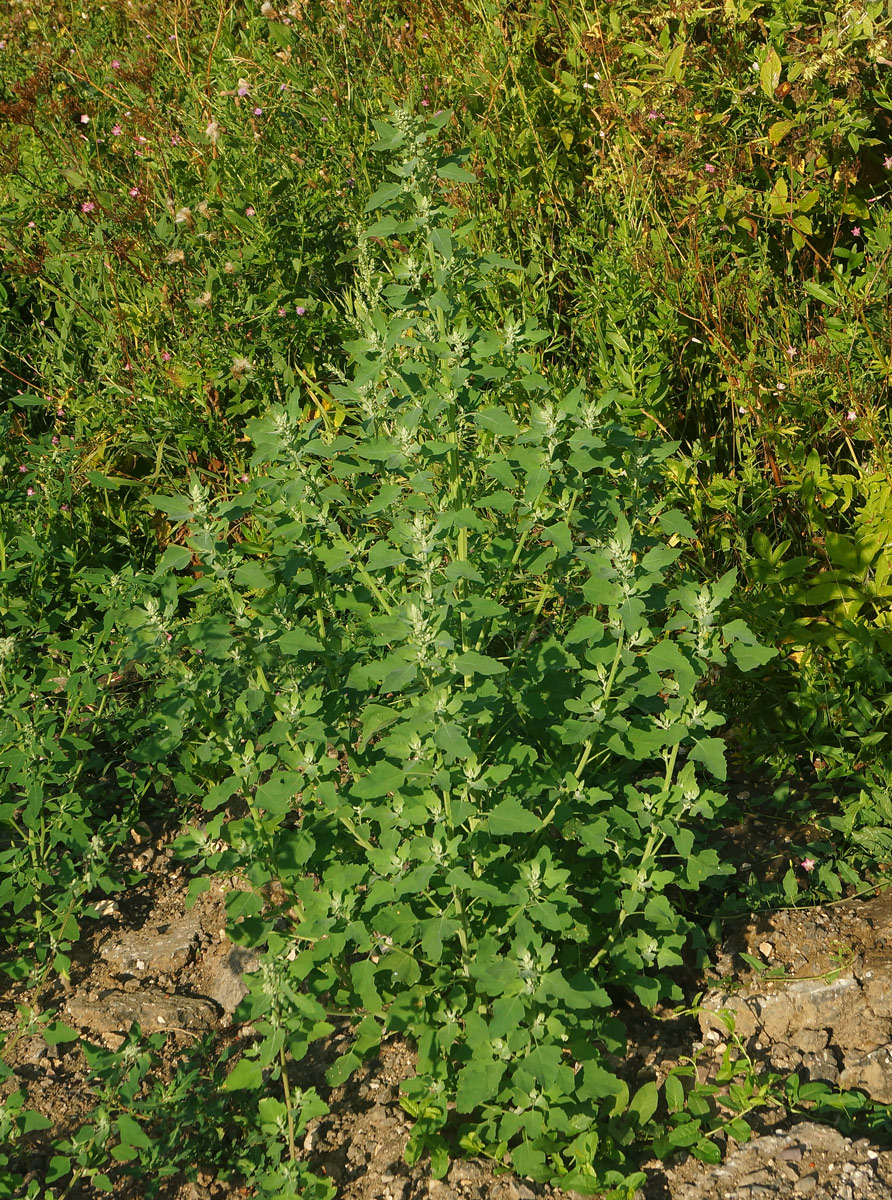 Image of Chenopodium album specimen.